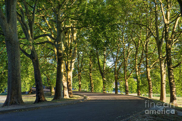 France Art Print featuring the photograph Tree-lined Avenue by Brian Jannsen