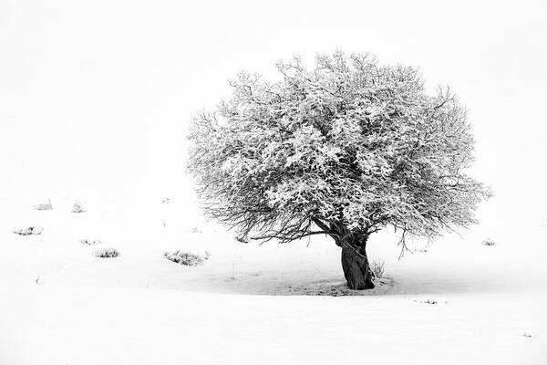 Tree Art Print featuring the photograph Tree On Snowy Slope by Denise Bush