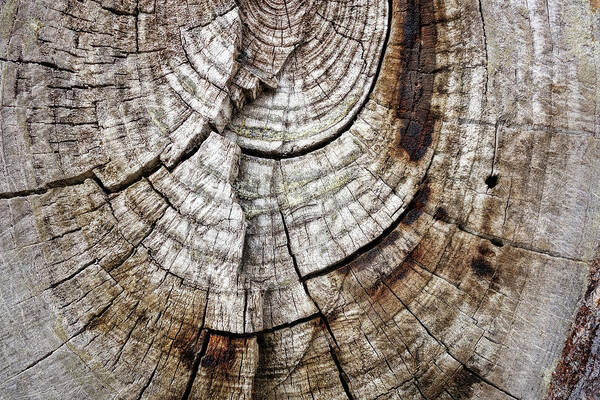 Tree Art Print featuring the photograph Tree Rings - photography by Ann Powell