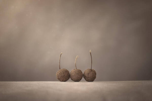 Seed Pod Art Print featuring the photograph Tree Seed Pods by Scott Norris