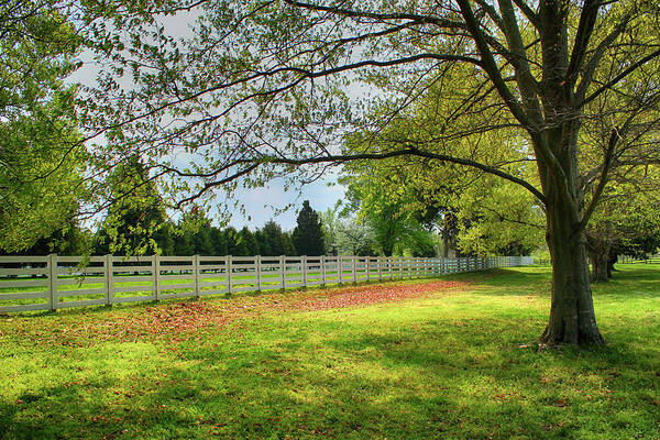 White Pickett Fence Art Print featuring the photograph White Pickett Fence 98 by Carlos Diaz