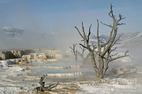 Tree Art Print featuring the photograph Tree Skeletons in the Mist by Katie LaSalle-Lowery