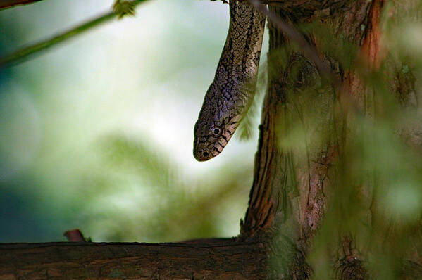 Snake Art Print featuring the photograph Tree Snake In Bald Cypress by DB Hayes