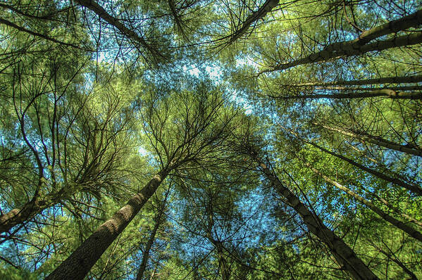 Forest Art Print featuring the photograph Tree Tops by Cathy Kovarik
