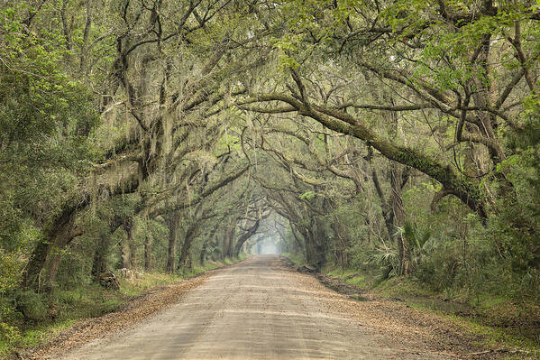 Tree Art Print featuring the photograph Tree Tunnel by Denise Bush