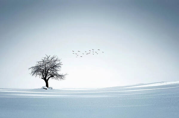 Alone Art Print featuring the photograph Tree winter by Bess Hamiti