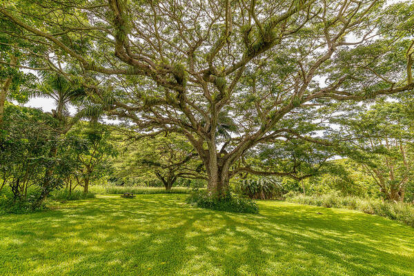 Mahogany Tree Art Print featuring the photograph Treebeard by Gary Felton