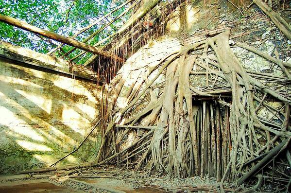 Tree Art Print featuring the photograph Treehouse by HweeYen Ong