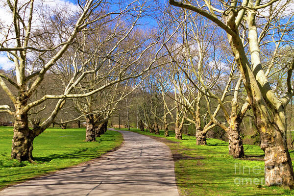 Trees Art Print featuring the photograph Treelined by William Norton