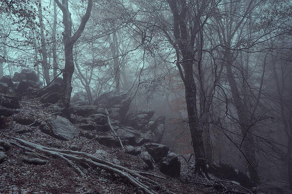 Jenny Rainbow Fine Art Photography Art Print featuring the photograph Trees and Rocks in Misty Woods by Jenny Rainbow