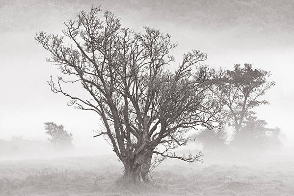 Tree Art Print featuring the photograph Trees in Mist- St Lucia by Chester Williams
