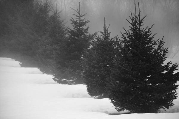 Evergreens Art Print featuring the photograph Trees in the Fog by Cheryl Day