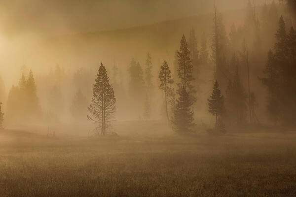 Grand Teton National Park Art Print featuring the photograph Trees in the Mist by C Renee Martin