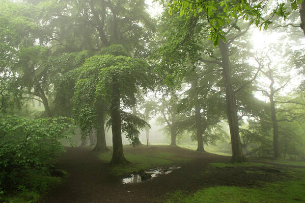 Fog Art Print featuring the photograph Trees in the Mist. by Elena Perelman