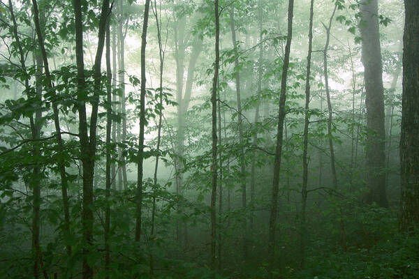 Asheville Art Print featuring the photograph Trees in the Mist by Joye Ardyn Durham