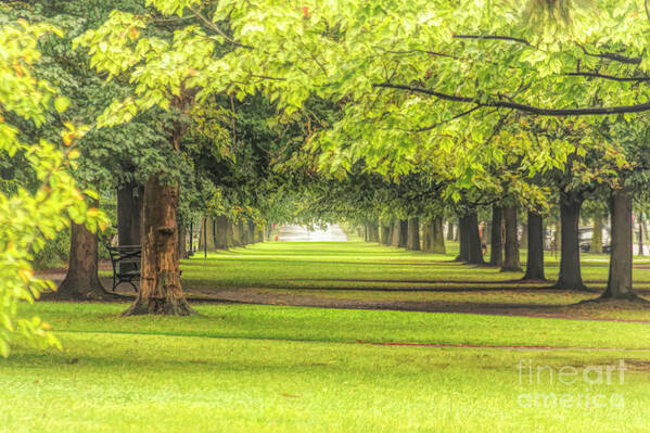 Trees Art Print featuring the photograph Trees by Jim Lepard