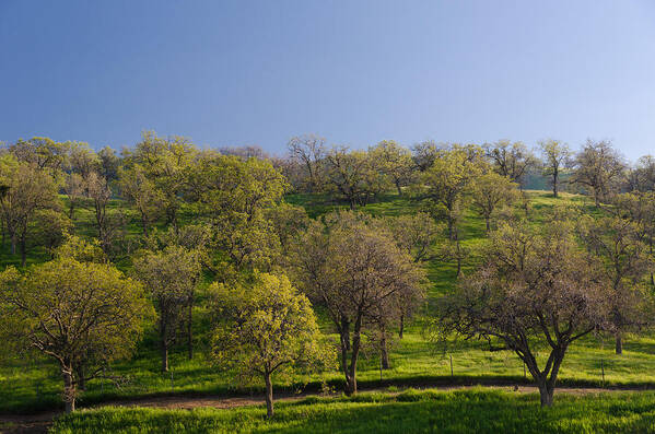 Trees Art Print featuring the photograph Trees on Hillside by Mike Evangelist