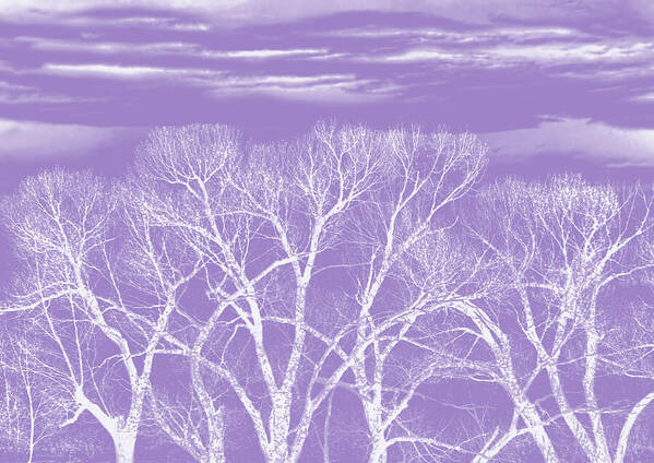 Tree Art Print featuring the photograph Trees Silhouette Purple by Jennie Marie Schell