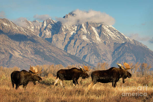 Moose Art Print featuring the photograph Tres Amigos by Aaron Whittemore
