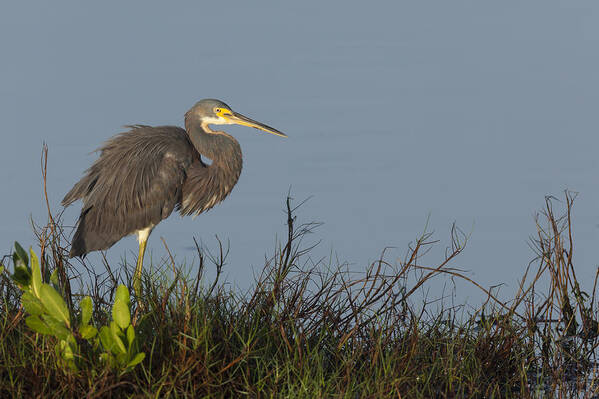 Tri-colored Art Print featuring the photograph Tri-Colored Heron in the morning light by David Watkins