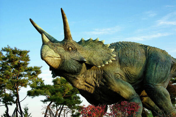 South Korea Art Print featuring the photograph Triceratops by Michele Burgess