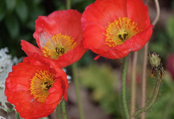 Photograph Art Print featuring the photograph Trio of Red Poppies by Suzanne Gaff