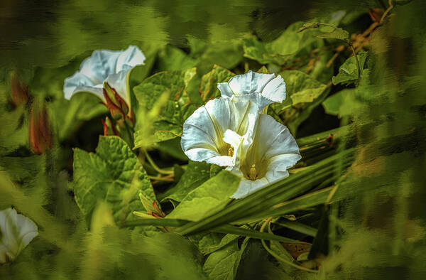 Bindweed Art Print featuring the photograph Triple white #g5 by Leif Sohlman