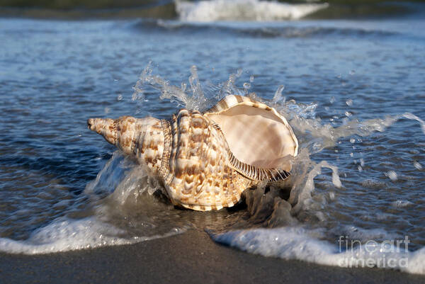 Shell Art Print featuring the photograph Triton shell by Anthony Totah