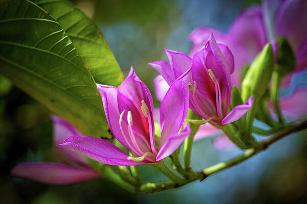 Flowers Art Print featuring the photograph Tropical Line Dance by Laura Roberts