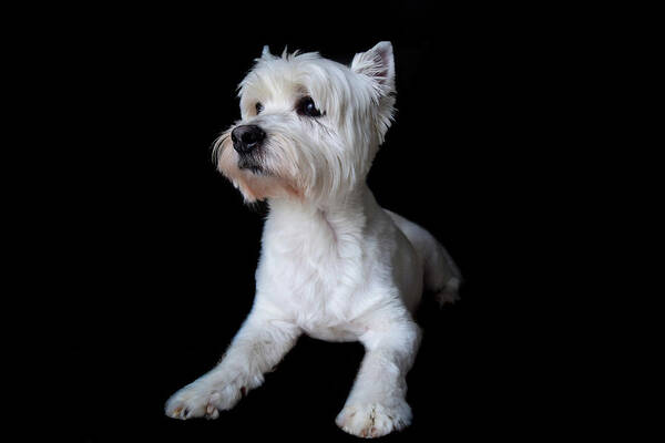 Westie Art Print featuring the photograph Trot Posing by Nicole Lloyd