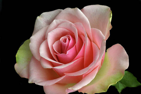 Rose Art Print featuring the photograph True Colours. by Terence Davis
