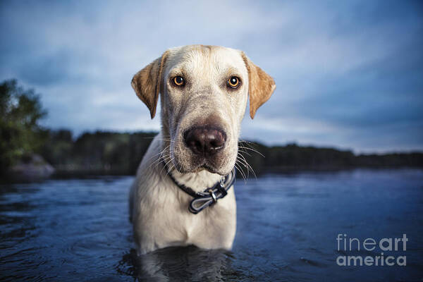 Dog Art Print featuring the photograph Tucker by Leslie Leda