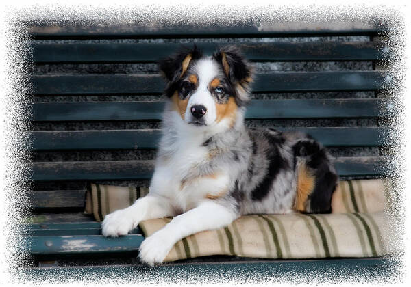 Blue Merle Art Print featuring the photograph Tucsy by Micah Offman
