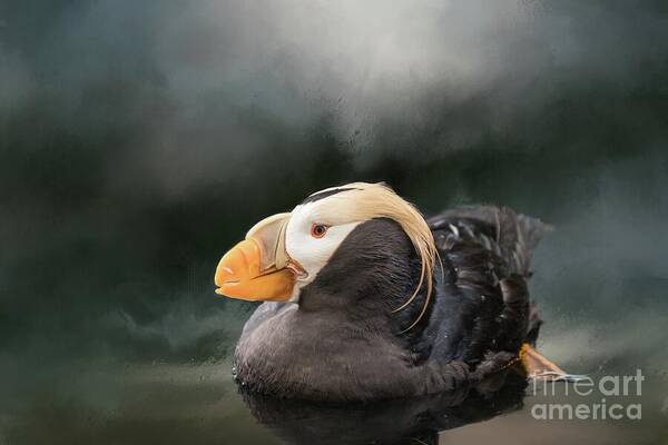 Tufted Puffin Art Print featuring the photograph Tufted Puffin by Eva Lechner