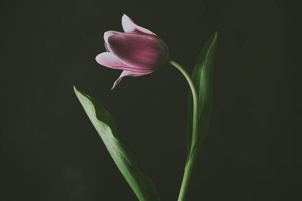 Tulip Art Print featuring the photograph Tulip #0152 by Desmond Manny