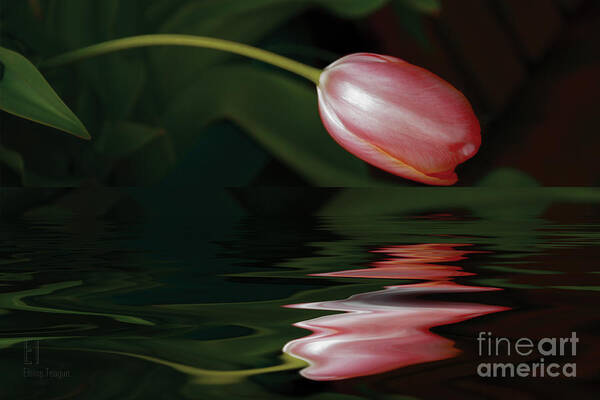 Tulip Art Print featuring the photograph Tulip Reflections by Elaine Teague