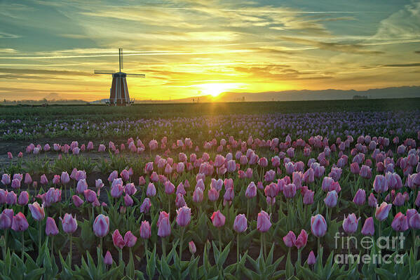 Sunrise Art Print featuring the photograph Tulip Sunrise by Craig Leaper