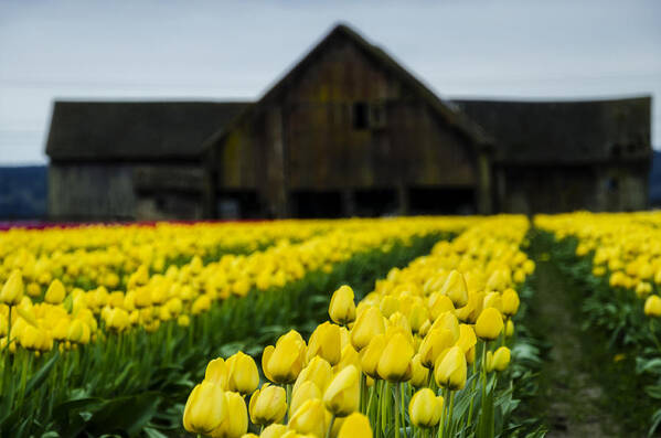 Elegant Art Print featuring the photograph Tulips and a Barn by Pelo Blanco Photo