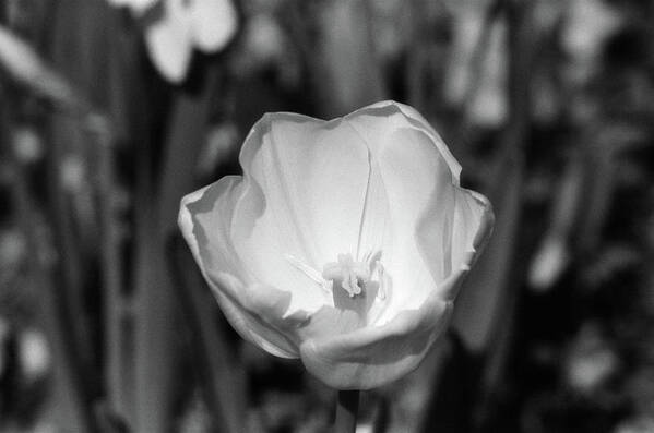 Tulip Art Print featuring the photograph Tulips - Beauty In Bloom - BW Infrared SFX 05 by Pamela Critchlow