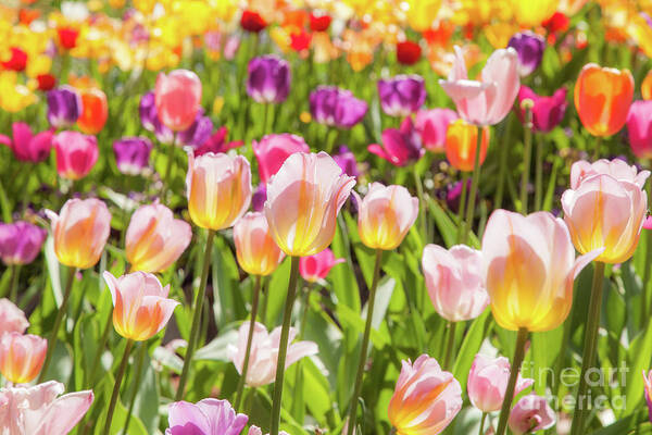 Bright Flowers Art Print featuring the photograph Tulips by Charles Garcia