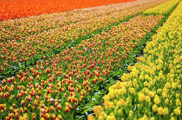 April Art Print featuring the photograph Tulips in Holland by Francesco Riccardo Iacomino