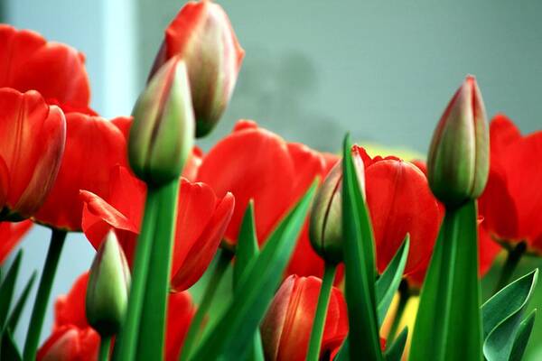 Tulips Art Print featuring the photograph Tulips by Karl Rose