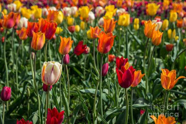 Tulips Art Print featuring the photograph Tulips by Patrick Shupert