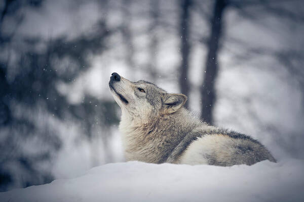 Snow Art Print featuring the photograph Tundra Wolf Winter by Scott Slone
