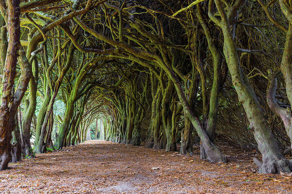 Campus Art Print featuring the photograph Tunnel of intertwined Yew trees by Semmick Photo