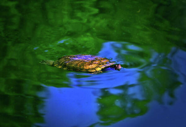 Turtle Art Print featuring the photograph Turtle Coming Up For Air 003 by George Bostian