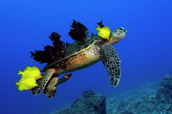 Hawaii Art Print featuring the photograph Turtle grooming by Artesub
