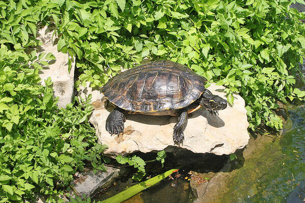 Turtle Art Print featuring the photograph Turtle on a Rock by Ellen Tully