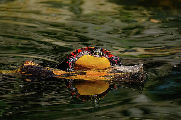Turtle Art Print featuring the photograph Turtle taking a swim by Ronda Ryan