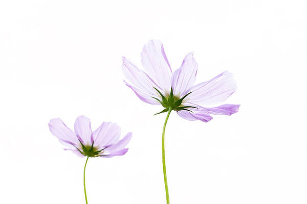 Pink Cosmos Flowers Art Print featuring the photograph Twins by Marina Kojukhova